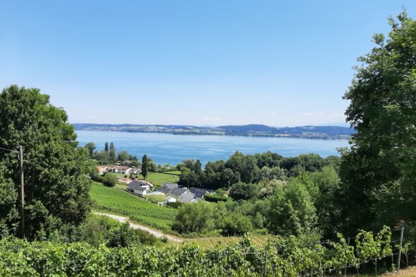 Murten Region